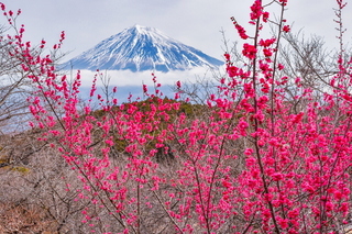 marugoto_iwamotoyama2019j.jpg