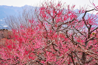 marugoto_iwamotoyama2019k.jpg