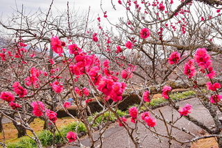 marugoto_iwamotoyama2019l.jpg