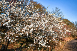 marugotoiwamoto2024h.jpg