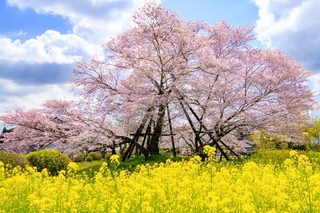miyasakura2021_02h.jpg