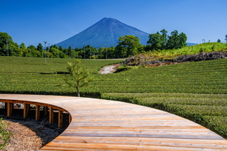 ogino_chaen12.jpg