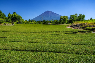 ogino_chaen13.jpg