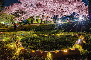 premiumlightup2019h.jpg
