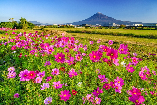 ryokuchi_cosmos01.jpg