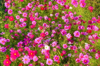 ryokuchi_cosmos10.jpg