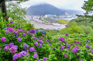 shimoda_ajisai03.jpg