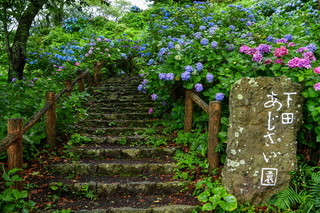 shimoda_ajisai14.jpg