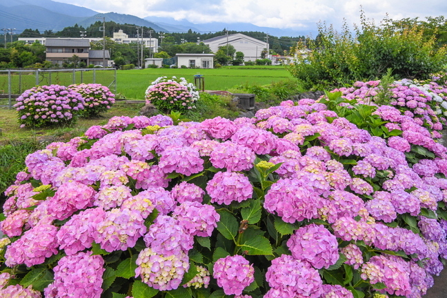 shiraito_ajisai04.jpg