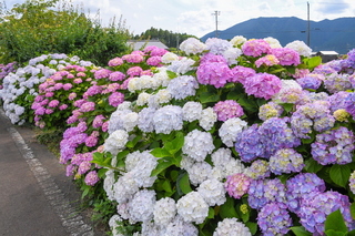 shiraito_ajisai08.jpg
