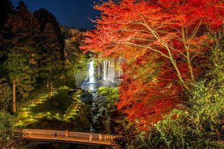 shiraito_lightup2023l.jpg