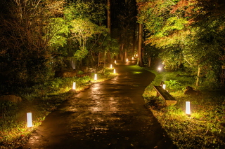 shiraito_lightup2024j.jpg