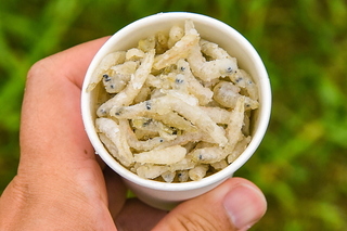 tagominatofes2019h.jpg