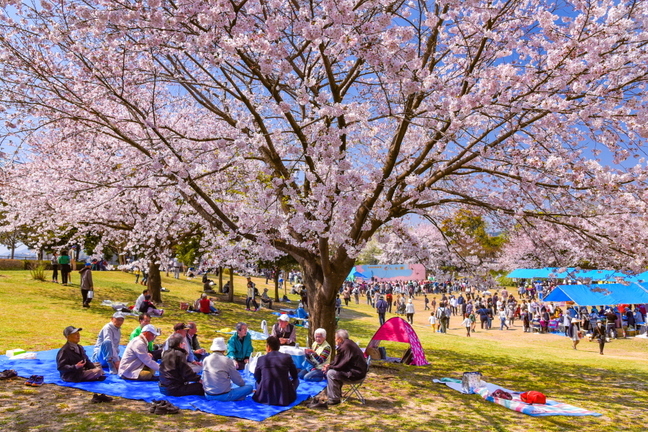 takaokasakurafes2019k.jpg