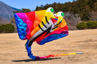 takofuji2024g.jpg