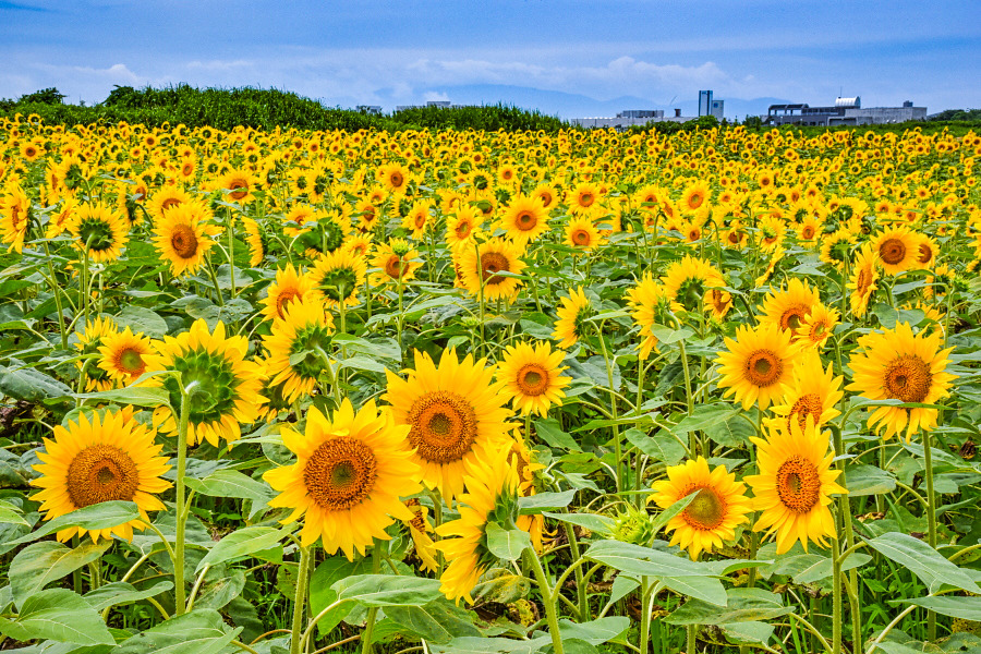 2019年 浮島ひまわりらんど 見頃！: ブログ＠お天気屋さん