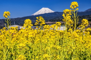 ukihl_nanohana2020c.jpg