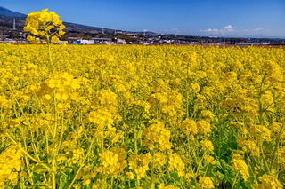 ukihl_nanohana2020d.jpg