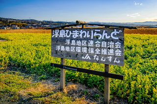 ukishima_nanohana2021i.jpg