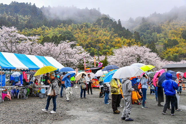 utsubusa_sakurafes2025d.jpg