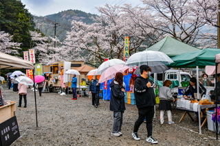 utsubusa_sakurafes2025g.jpg