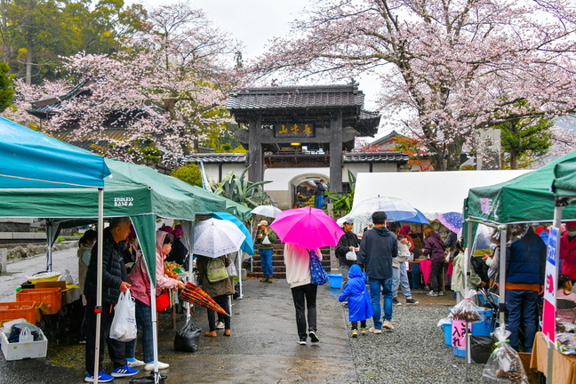 utsubusa_sakurafes2025h.jpg
