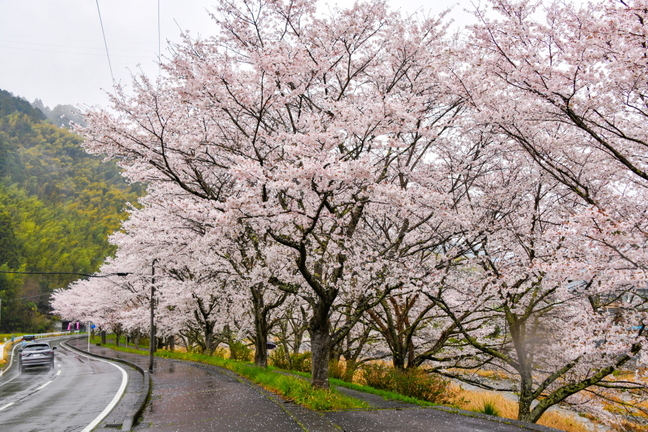 utsubusa_sakurafes2025p.jpg