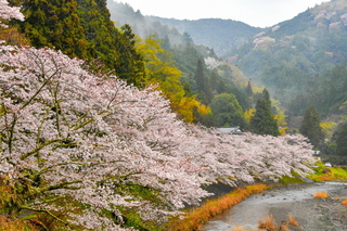 utsubusa_sakurafes2025q.jpg
