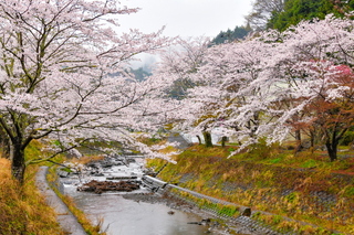 utsubusa_sakurafes2025r.jpg