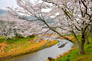 utsubusa_sakurafes2025s.jpg