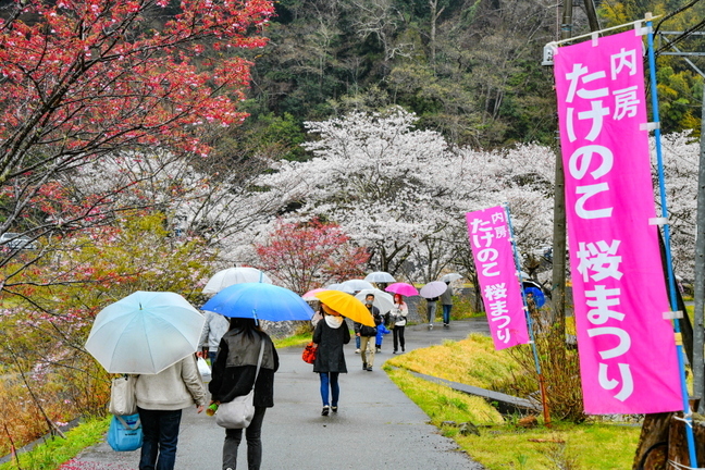 utsubusa_sakurafes2025u.jpg